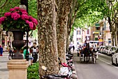 Pferdekutsche, Passeig del Born, Passeig del Born-, Palma, Mallorca, Balearen, Spanien, europa