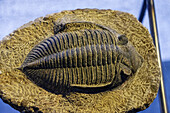 trilobite,Dinosauria, museo de los dinosaurios, sala de la evolucion, Esperaza.departamento del Aude, Languedoc-Roussillon, pirineos orientales,Francia, europa.