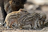 Wild boar (Sus scrofa), piglets, captive, Germany