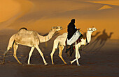 'Tuareg; Tuareg is riding a Camel; Tuareg Caravan; Libyan Desert; Libyan Arab Jamahiriya.'
