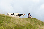 Young man befriends a cow on Cherhill Downs. Wiltshire, UK.