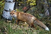 Red fox (Vulpes vulpes), National Park Gran Paradiso, Italy.