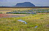 Meadow With Lupins, South Iceland