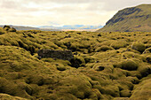 Moss Covered Lava, Iceland