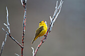 Male Wilson's Warbler Sings While Sitting On A Willow Shrub Near Savage River In Denali National Park Anbd Preserve, Interior Alaska, Spring