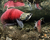 Paired Up Sockeye With Female Salmon Excavating A Redd, Power Creek, Copper River Delta, Prince William Sound, Southcentral Alaska