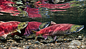 Underwater View Of Mature Sockeye Salmon On The Spawning Ground In Power Creek, Copper River Delta Near Cordova, Prince William Sound, Southcentral Alaska, Summer