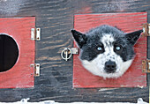 Portrait Of A Sled Dog Peeking Through The Side Of A Dog Box At The Start Of The 2008 Yukon Quest Sled Dog Race In Fairbanks, Alaska