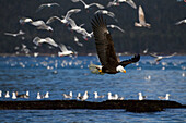Bald Eagle Flying With Herring In Talons And With Many Gulls In Background During The Herring Spawn Season, Prince William Sound, Southcentral Alaska, Spring