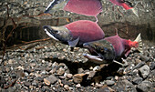 Underwater View Of Mature Sockeye Salmon Paired Up For Spawning In Power Creek, Copper River Delta Near Cordova, Prince William Sound, Southcentral Alaska, Autumn