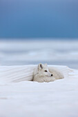 Arctic Fox In White Winter Coat Rests In A Snowdrift Along A Lake In Alaska's Arctic North Slope