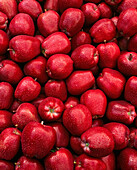 Agriculture - Red Delicious apples in an orchard harvest bin / Yakima Valley, Washington, USA.