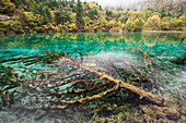 'Incredible Colors Of Autumn Leaves And Water In The Lake With Dead Trees At Jiuzhaigou Valley National Park; Jiuzhaigou, Sichuan, China'