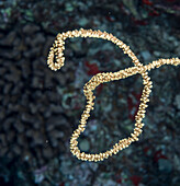 'Underwater view of wire coral (Cirrhipathes anguina); Maui, Hawaii, United States of America'