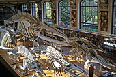 Museum, gallery of palaeontology and comparative anatomy, jardin des plantes, paris (75)