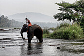A domestic elephant of kerala bathing, southern india, india, asia