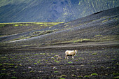 Sheep grazing in landmannalaugar, volcanic and geothermal zone of which the name literally means 'hot baths of the people of the land', region of the high plateaus, southern iceland, europe