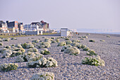 Cramba maritima or seakale, protected species, on the beach, somme (80), picardie, france