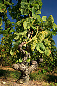 Marsanne grape, vineyards of chateaubourg, (07) ardeche, rhone-alpes, france