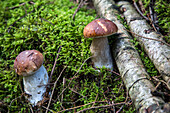 Gathering edible mushrooms (porcini nero and ceps ) in the forest of conches-en-ouche, eure (27), france