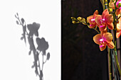 Orchid & Shadow