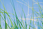 Sea Grass, Cape Cod, Massachusetts, USA