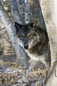 Wolf in Woods, Portrait, Kalispell, Montana, USA