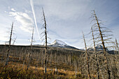 Dead Trees From Fire With Snow Covered Mountain in Background, Montana, USA