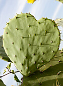 Heart Shaped Cactus, Texas, USA
