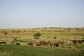 Women on Horseback With Herd of Horses in Rural Field, Texas, USA