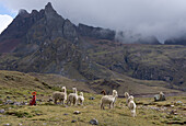 Llamas and herder, Andes, Peru, South America