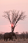 African elephant (Loxodonta africana), Savuti, Chobe National Park, Botswana, Africa