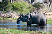 African elephant (Loxodonta africana), Okavango delta, Botswana, Africa