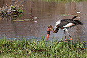 Saddle-billed stork (Ephippiarhynchus senegalensis), Okavango delta, Botswana, Africa