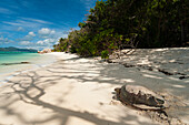 Sea turtle, Anse Source d'Argent beach, La Digue, Seychelles, Indian Ocean, Africa