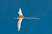 White-tailed tropicbird (Phaethon lepturus), Fregate Island, Seychelles, Indian Ocean, Africa