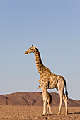 Desert giraffe (Giraffa camelopardalis capensis) with her young, Namibia, Africa