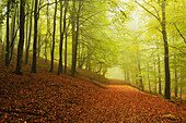 Beech forest and morning fog, Hunsrueck, Rhineland-Palatinate, Germany, Europe