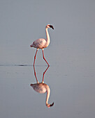 Lesser flamingo (Phoeniconaias minor), Serengeti National Park, Tanzania, East Africa, Africa