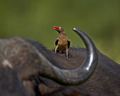 Red-billed Oxpecker (Buphagus erythrorhynchus), Kruger National Park, South Africa, Africa