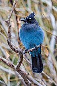An adult Steller's jay (Cyanocitta stelleri) in Rocky Mountain National Park, Colorado, United States of America, North America