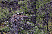 Osprey (Pandion haliaetus) fledglings on nest, Yellowstone National Park, UNESCO World Heritage Site, Wyoming, United States of America, North America