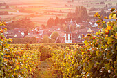 Vineyards at sunset, Ehrenstetten, Staufen im Breisgau, Markgrafler Land, Black Forest, Baden Wurttemberg, Germany, Europe