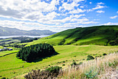 Lush green fields with sheep grazing, Otago Peninsula, Otago, South Island, New Zealand, Pacific