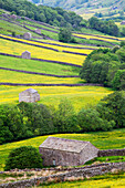 Field barns in buttercup meadows near Thwaite in Swaledale, Yorkshire Dales, Yorkshire, England, United Kingdom, Europe