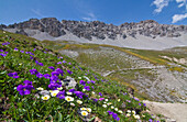Blooming violets at Rim's peaks, Valtellina, Lombardy