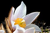 Pulsatilla vernalis or Spring's anemone, Valtellina, Lombardy