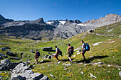 Summer's trekking in the meadows of Vitelli valley, at Stelvio in Valtellina, Lombardy