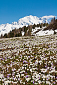 Piazzi peak with, in the foreground, a flower's meadow of crocus in springtime, high Valtellina, Lombardy