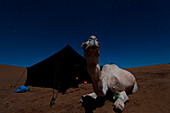 Camels watches towards the moon beside a tent in the desert under a starry night lighted up by the moonlight, Sahara desert, Morocco
